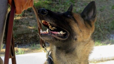 250 тысяч долларов покрошили на кусочки, чтобы обучить служебных собак Актау брать след