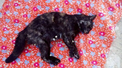 Жители микрорайона в Актау требуют наказать виновных в смерти четырёх кошек