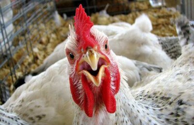 В Алматы птицефабрику заставили снизить необоснованно поднятые цены