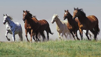 Обладатель информации о пропавших в Костанайской области лошадях станет миллионером