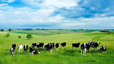 Отечественные учёные намерены найти лучшие пастбища