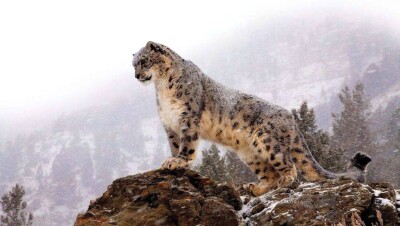 Нурали Алиев объявил о старте проекта по спасению снежных барсов в Казахстане