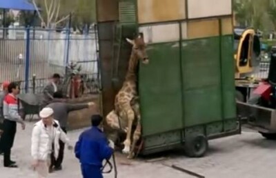 Актюбинцы в шоке от видео транспортировки жирафа