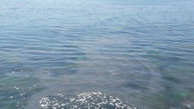 Серо-бурый слив в Каспийское море заметили отдыхающие на пляже в Актау