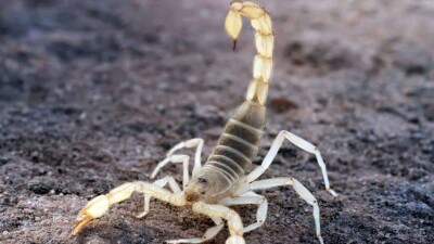 Семь человек пострадали от укусов скорпионов в Мангистауской области за одну ночь