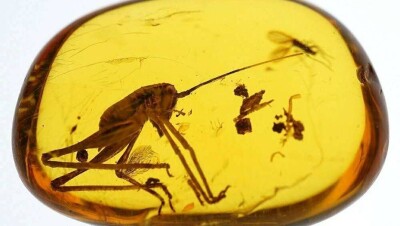 Новые виды вымерших насекомых обнаружили в янтаре российские учёные