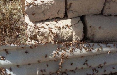 Саранча уничтожила посадки бахчевых культур в Южном Казахстане