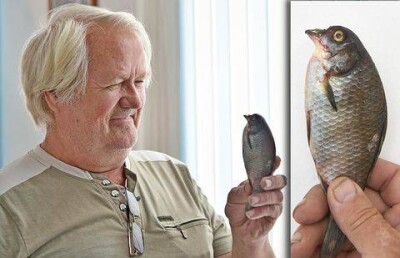 Карася с клювом выловил житель Костаная