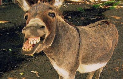 Видео с экстремальным дрифтом на осле взорвало Интернет