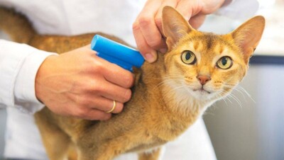 В Алматы домашним животным начали бесплатно вживлять чипы