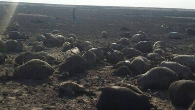 Пастух и полторы тысячи овец сгорели в Костанайской области