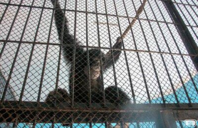 В алматинский зоопарк из Италии переехала обезьяна Лола