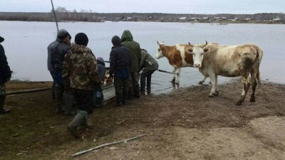 Жителям Карасуского района компенсировали утрату даже неучтённого скота