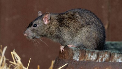 Крысы из Алматинского зоопарка терроризируют живущих вблизи людей