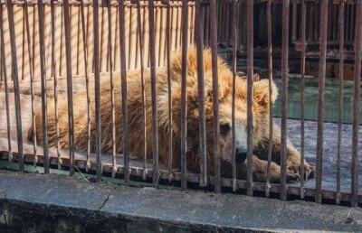 Московские эксперты дали неожиданное заключение: в алматинском зоопарке всё в порядке