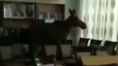 Лося, который забрался в библиотеку колледжа в Семее, вернули обратно в лес