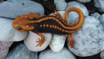 Учёные обнаружили 163 новых вида животных и растений 