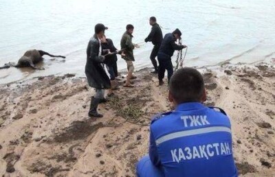 Спасатели отрицают сход селя в пригороде Шымкента 