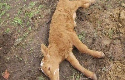 Причину массовой гибели скота до сих пор не могут выяснить в Актюбинской области