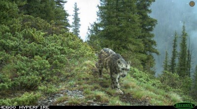 Снежный барс попал в фотоловушку в Алматы