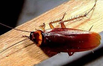 Железнодорожники извинились за нашествие тараканов в поезде Астана - Мангышлак