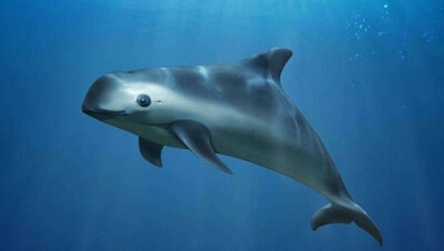 Экологи: на грани вымирания ещё одно млекопитающее – морская свинья
