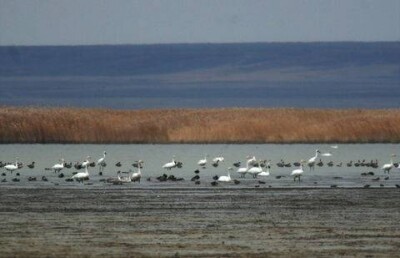 Главного бухгалтера Наурзумского заповедника осудили на шесть лет