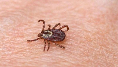 Четверо жителей Кызылординской области попали в больницу с подозрением на ККГЛ