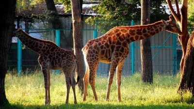 Руководство зоопарка Алматы в суде продолжит земельную войну с работниками