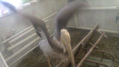 Отставшего от стаи пеликана планируют передать в зоопарк Караганды