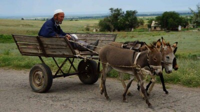 Ослы в Азии вновь стали необходимы и востребованы
