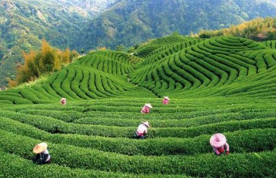 Великолепная семёрка: учёные составили перечень полезных для здоровья напитков