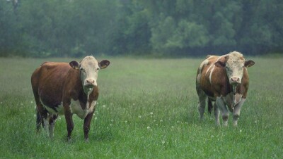 Сибирская язва в Акмолинской области: 80% мяса больного животного изъяли