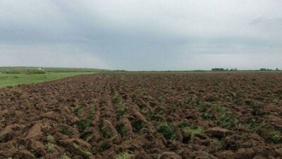 Предприятие в Косшы под Астаной оставило крестьян без пастбища, перепахав 15 га земли