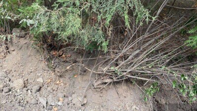 При реконструкции улицы Чайковского в Алматы подрядчик повредил зелёные насаждения