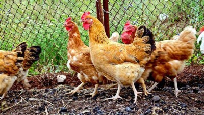 В трёх районах СКО массово гибнет домашняя птица. Ситуацию взяла на контроль прокуратура 