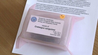 Боярышник из семян, побывавших в космосе, вырастят в Караганде