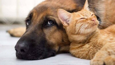 Глава МВД считает наказание за жестокое обращение с животными слишком мягким