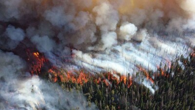 Пожары в Сибири: чиновников Министерства лесного хозяйства подозревают в халатности