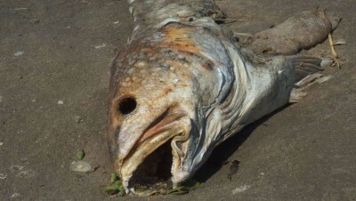 В Атырауской области ущерб от мора рыбы составил 5 млн тенге. Завели два уголовных дела