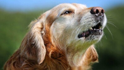Во французском городе собакам законодательно запретили громко лаять