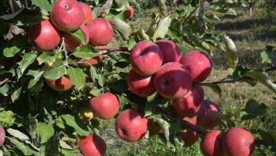 Спасти алматинский апорт от губительной болезни призвали в Мажилисе