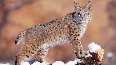 Зоолог объяснил появление дикой рыси в центре Усть-Каменогорска