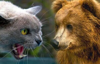 Кошка защитила дом от медведя на Аляске