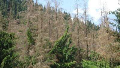 Недропользователей обязали двукратно компенсировать вырубленные на участках добычи деревья