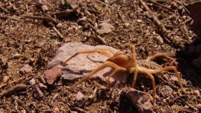 Правда про самого страшного паука Казахстана