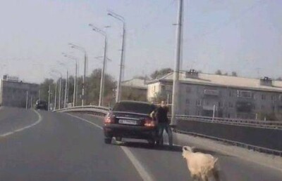 Жертвенный баран убежал от хозяев в Казани 