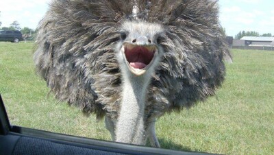 Алматинец верхом на страусе подрезал автомобили на Аль-Фараби 