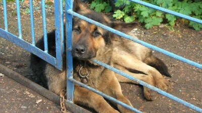 В Костанайской области вор украл сторожевого пса, охранявшего дом