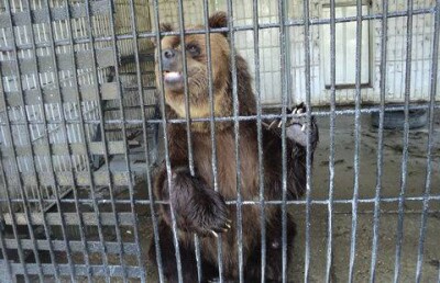 Медведи не могут уйти в спячку в Биологическом центре Семея 